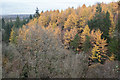 Autumnal trees in the woodland in ML3 7HG