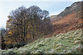 Autumnal trees at the base of Dumyat's western ridge in FK9 5PX