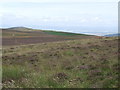 Heather and grass in the Sidlaw Hills in DD3 0QU