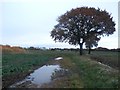 Bridleway and Path Junction at Royd Moor in WF9 1BA