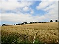 View across the fields towards Woodhead in NE43 7SX