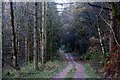 Forest road in Nithsdale in DG3 4AH