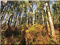 Hell bank plantation. in Beeley