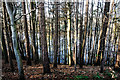 Upper Rivington Reservoir through the trees in PR6 9HD
