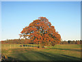 A tree in the fence line in RG9 6NB