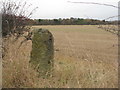 Gatepost in a hedgerow in EH39 5AG