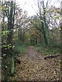 Entering Rowney Wood in Debden & Wimbish Ward