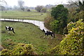 Horses by stream below Station Road in DA4 9BE
