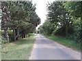 Road near Daffy Green lined with conifers in IP25 7QQ