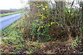 Ditch beside High Street north of Gun Lane junction in MK16 9FW