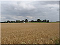 Wheat field by A1075 Dereham Road in IP25 7NL