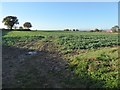 Arable field beside the A44 in HR6 0LW