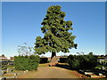 Fir tree in the centre of Wisbech (Mount Pleasant) cemetery in PE13 3BH