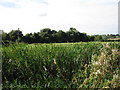 Grantham Canal reed bed in NG12 3EL