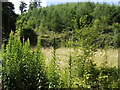 Woodland in Cwm Dwr in LD3 8RH