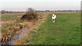 Drainage ditch in the Halvergate Marshes in Marshes Ward