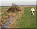 Shrubs growing beside a drainage ditch in Marshes Ward