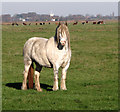 Cattle grazing in the Halvergate Marshes in Marshes Ward