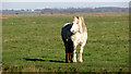 View across the Halvergate Marshes in Marshes Ward
