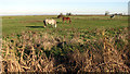 Ponies grazing beside Stone Road in Marshes Ward