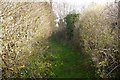 Narrow path, Lime in HR6 9BG