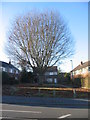 Beech tree, Nod Rise in CV5 7HZ