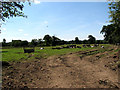 Cattle Pasture in NR11 6PH