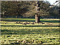 Fallow deer in Packington Park in CV7 7HE
