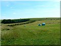 Field with bales of silage, near Little Cheverell in SN10 5TL