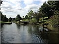 Leeds & Liverpool Canal - bull in canal by Lanehouse swing bridge in BD20 9BZ