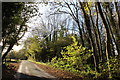 Road Through the Woods in TA19 0PT