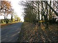 Tree-lined road south of Whitton in DN15 9LW