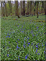 Bluebells at Himley Plantation in DY3 4LN