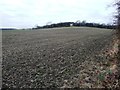 Public footpath across a bean field in S73 8SU