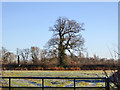 Field and tree near Blackthorn in OX25 1TG