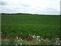 Crop field west of Balsham in CB21 4HA