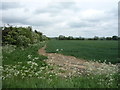 Crop field off Six Mile Bottom Road in CB21 5NF