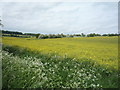 Oilseed rape crop off Westley Bottom Road in Westley Waterless