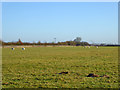 A few sheep in a field in MK18 4QS