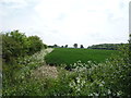 Crop field and hedgerow, Burrough End in CB8 0RD