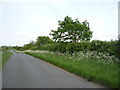 Minor road towards Cheveley in Woodditton