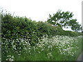 Roadside hedgerow near Court Barns Farm in Woodditton