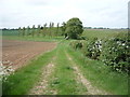 Farm track near Court Barns Farm in CB8 9HF