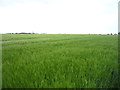 Crop field near Desninghall Grove in Eastern English Region