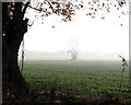 Trees in December fog in NR35 2BT