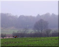 Pheasant in field South of High Moor Lane in WN6 9PY