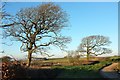 Trees, Easton Moor in EX31 3LT
