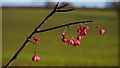 Fruit of The Spindle Tree, Euonymus europaeus in HR2 0BY