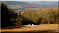 Sheep and woodland in HR2 0BQ