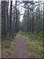 Path through forest Nethy Bridge in PH25 3DZ